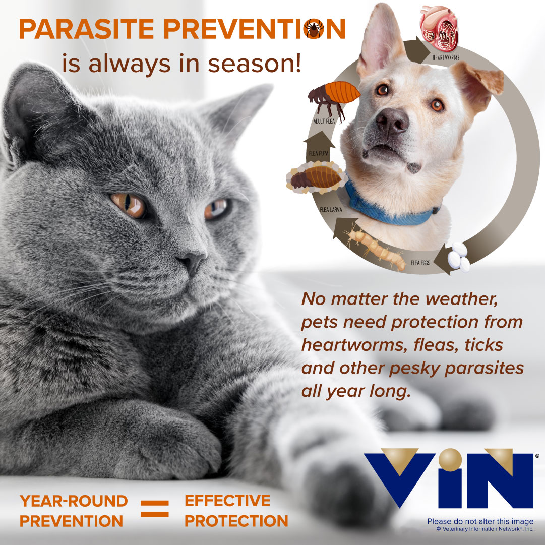 Parasite Prevention Infographic from VIN