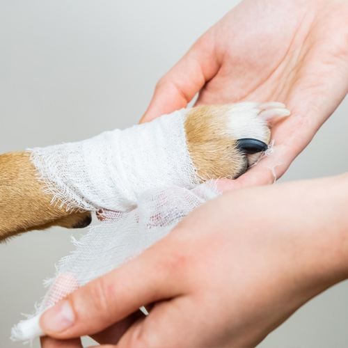 Paw Bandaged