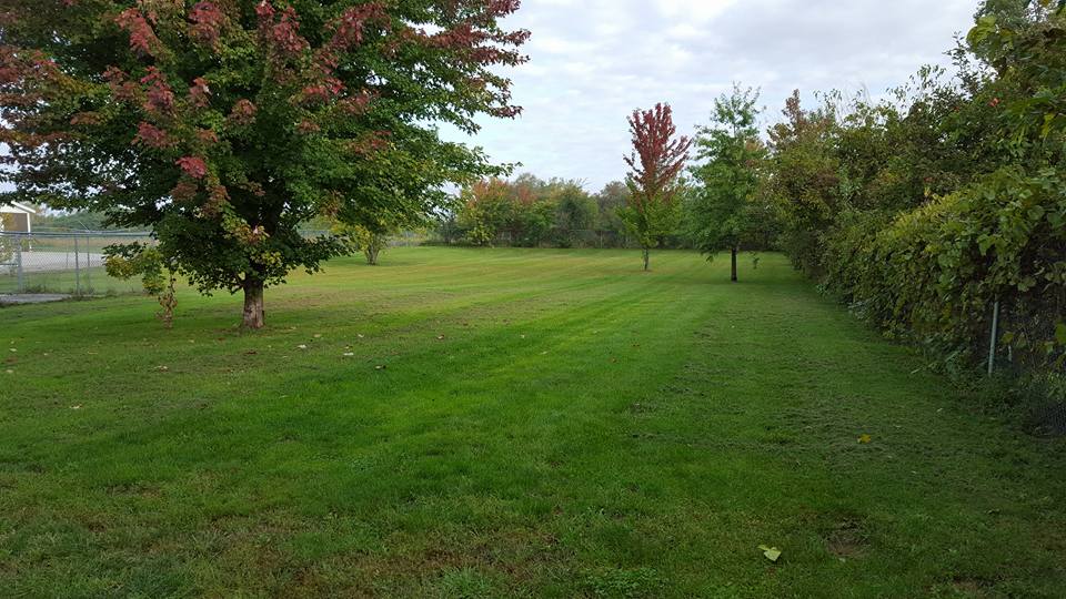 Our yard