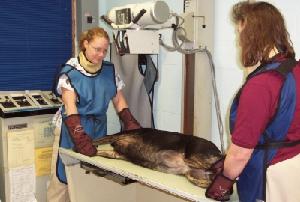 X-ray Services