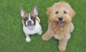 Dogs in grass